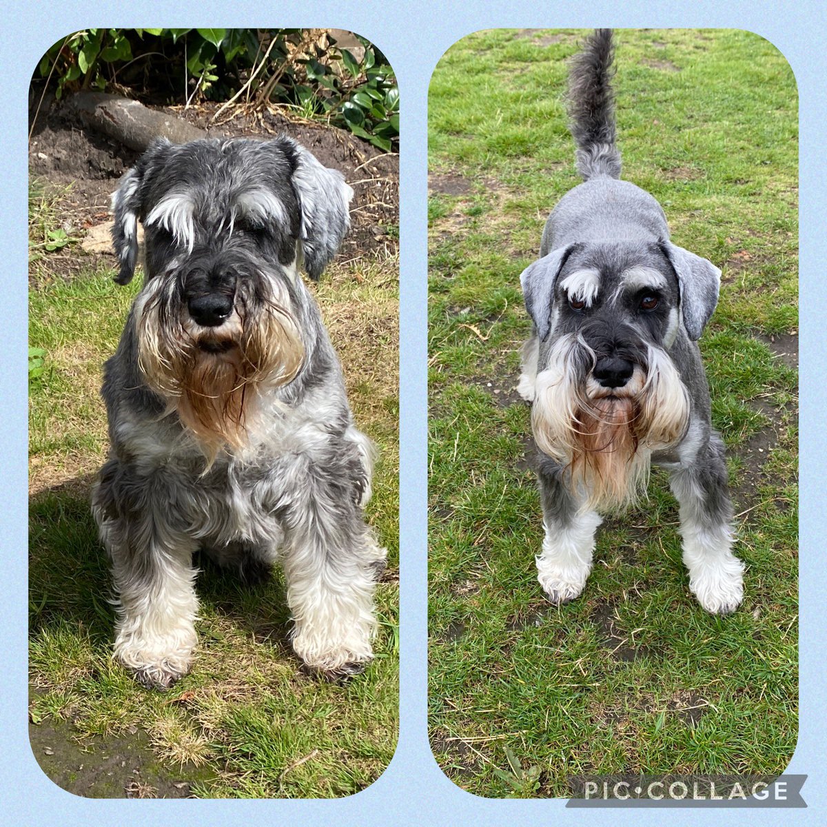 Apparently Buster was a bit recalcitrant at the groomers yesterday 🙈 but he definitely looks smarter. Let’s hope Alf is better at the groomers next week 🤞🤫