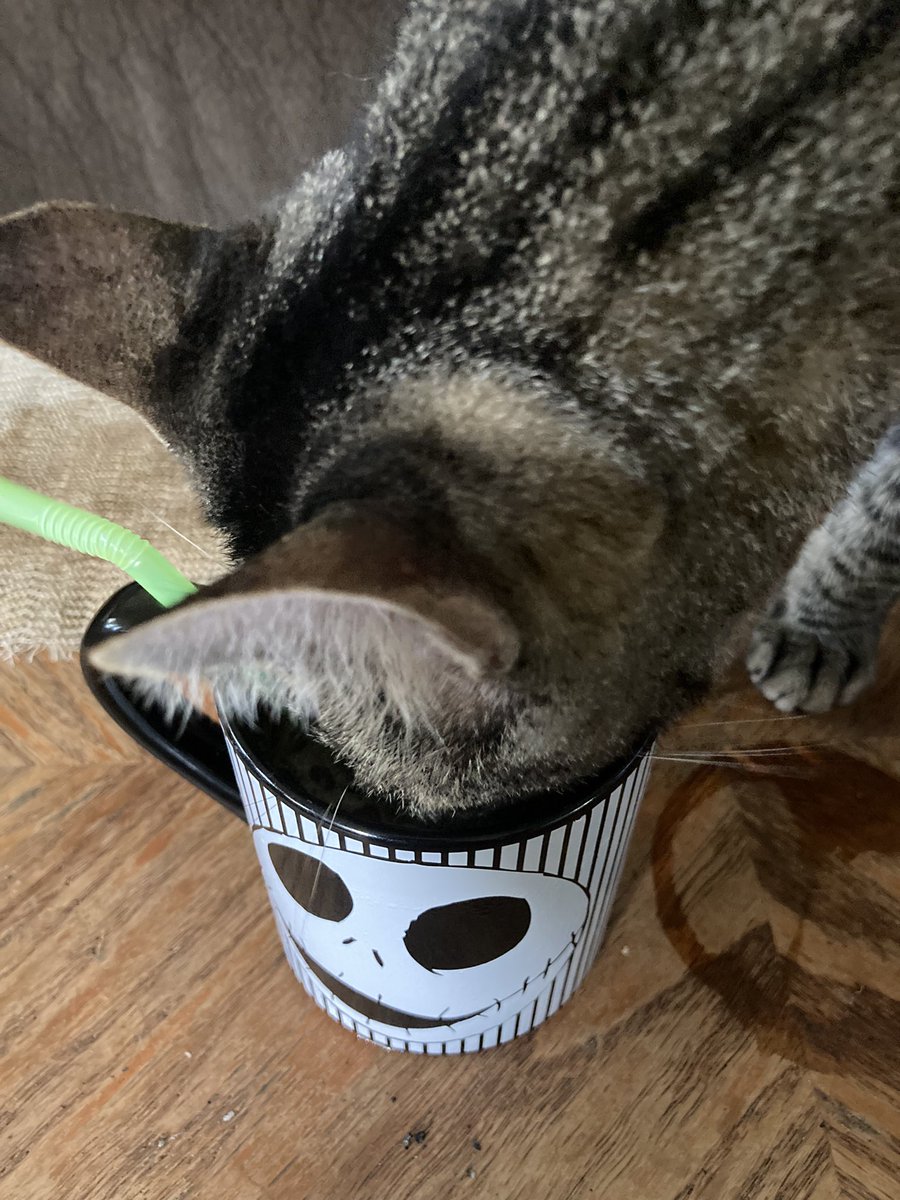 MareyJayne's tweet photo. I would have made a bigger cup of iced coffee if I knew I would have to share!! 🤦🏻‍♀️
#thursdaymorning #CoffeeTime #MonkeyButt #CatsOfTwitter https://t.co/Tv8J2dyiyF