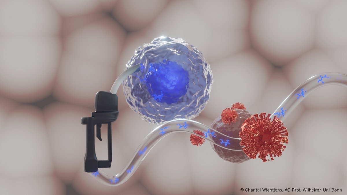 New energy for flagging immune cells: In Covid-19 infected individuals, immune cells do not receive sufficient suitable energy carriers, a study by <a href="/LabWilhelm/">Wilhelm Lab</a> #UniBonn <a href="/ImmunoSens/">ImmunoSensation</a> <a href="/UniklinikBonn/">Uniklinik Bonn</a> reveals. Read more in <a href="/Nature/">nature</a> (doi.org/10.1038/s41586…) &amp; uni-bonn.de/en/news/172-20…