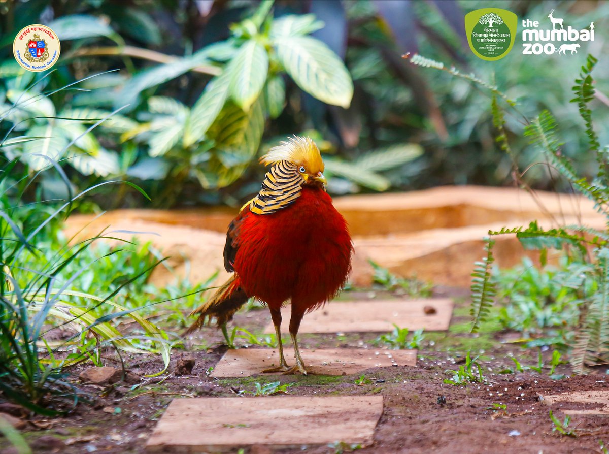 TheMumbaiZoo's tweet image. Golden pheasant bird / सोनेरी तितर 
.
The Golden Pheasant, a beautiful bird from China walks gracefully in its exhibit proudly carrying the vibrant rainbow colors on its plumage.
.
#themumbaizoo #BirdsPhotography #goldenpheasant