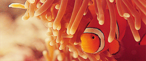 #DICECON2022 #WlifeTrade
1/6

I am using trade 💵 in marine aquarium tropical fish 🐠(MATF) to determine if wildlife trade monitoring protocols 💻record species-level information for high-volume specimens. 

Globally, the aquarium trade is a multi-billion USD market.  💸💸💸