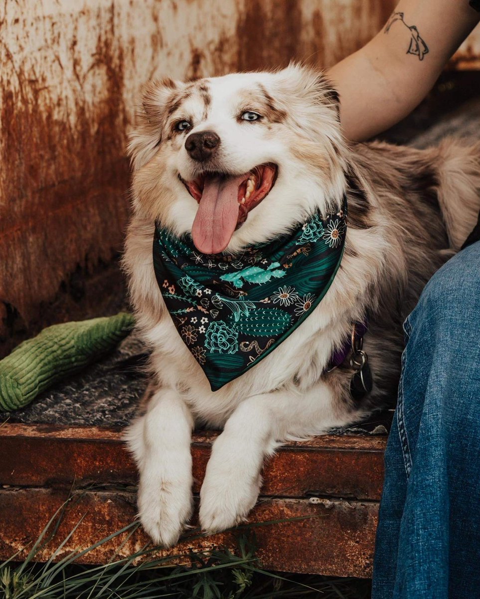 DaisyIfYouDoCo1's tweet photo. The triple threat. A beautiful girl, her adorable dog, and some DIYDCO. 🤍 https://t.co/HcbRni7gtI