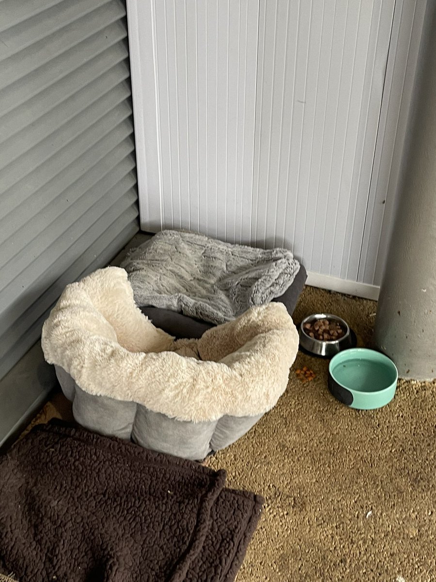 _Moonbeam_Sky's tweet photo. Archie, Alder Hey’s goodest and softest boy might be getting evicted. 😢 Devo’d
#savethealderheycat #savearchie https://t.co/Y2IvbIM0YZ