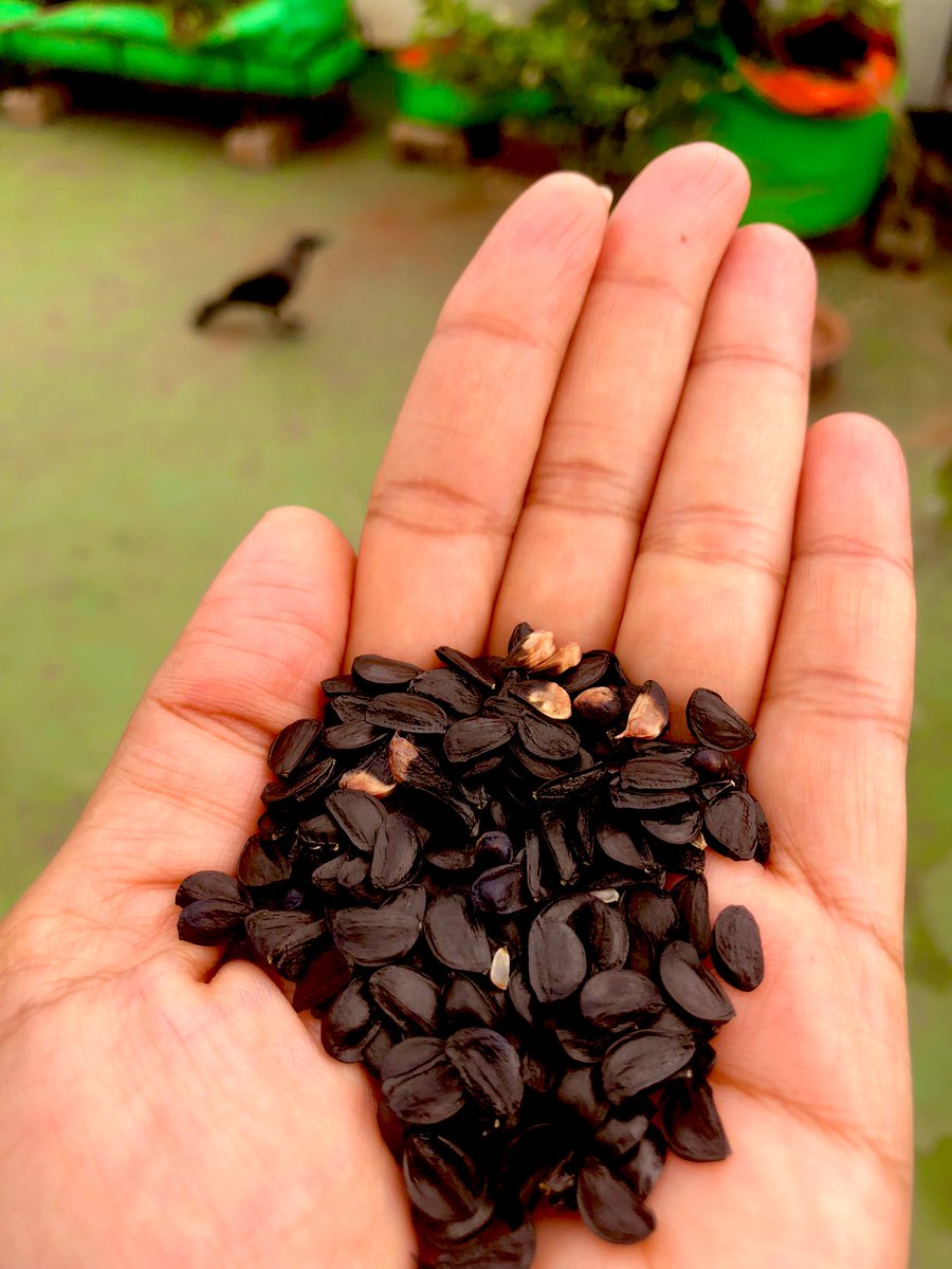 PushpaaDhage's tweet photo. निसर्ग संवर्धन दिन 😍
Sharing happiness with plant lovers (yellow lilly seeds) https://t.co/4AhRBjo4un