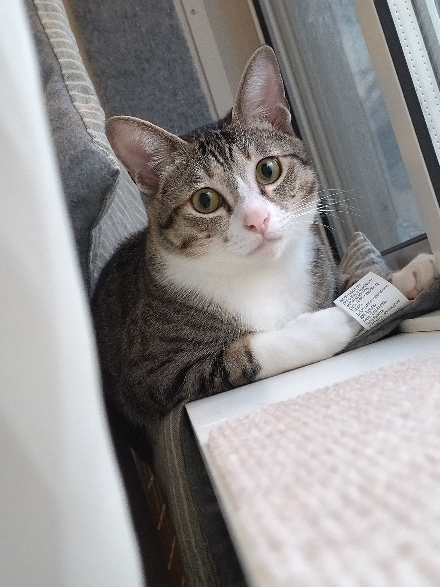 むぎむぎ 保護猫ちゃんと生活 ちょっと拗ねてる 猫好きさんと繋がりたい 猫のいる暮らし 猫 猫がいる幸せ T Co Pcu7kx1gbp Twitter むぎむぎ 保護猫ちゃんと生活 ちょっと拗ねてる 猫好きさんと繋がりたい 猫のいる暮らし 猫 猫がいる幸せ T Co Pcu7kx1gbp Twitter