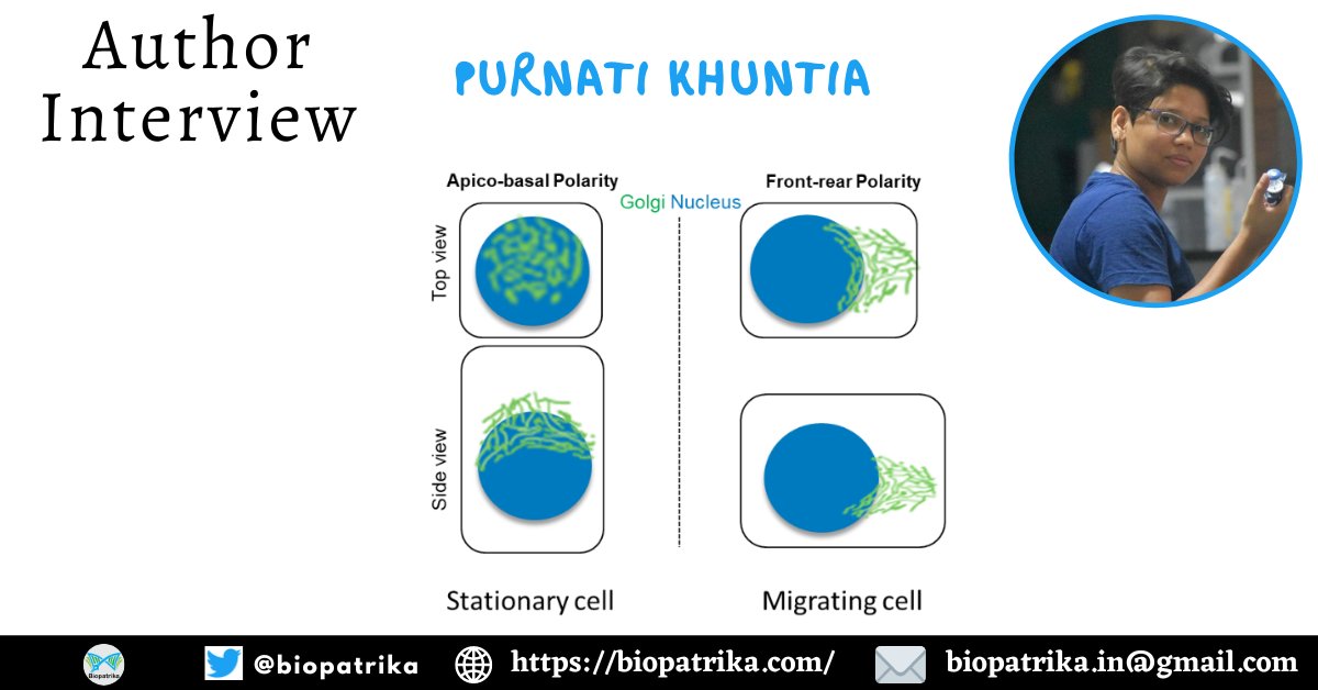 In an exclusive #authorinterview with #biopatrika @PurnatiK from lab of @tamal_das at @TIFRH_buzz  talks about her work on 'Golgi apparatus remodelling during wound healing' published in @PNASNews. #wound #woundhealing bit.ly/3vmTsB8