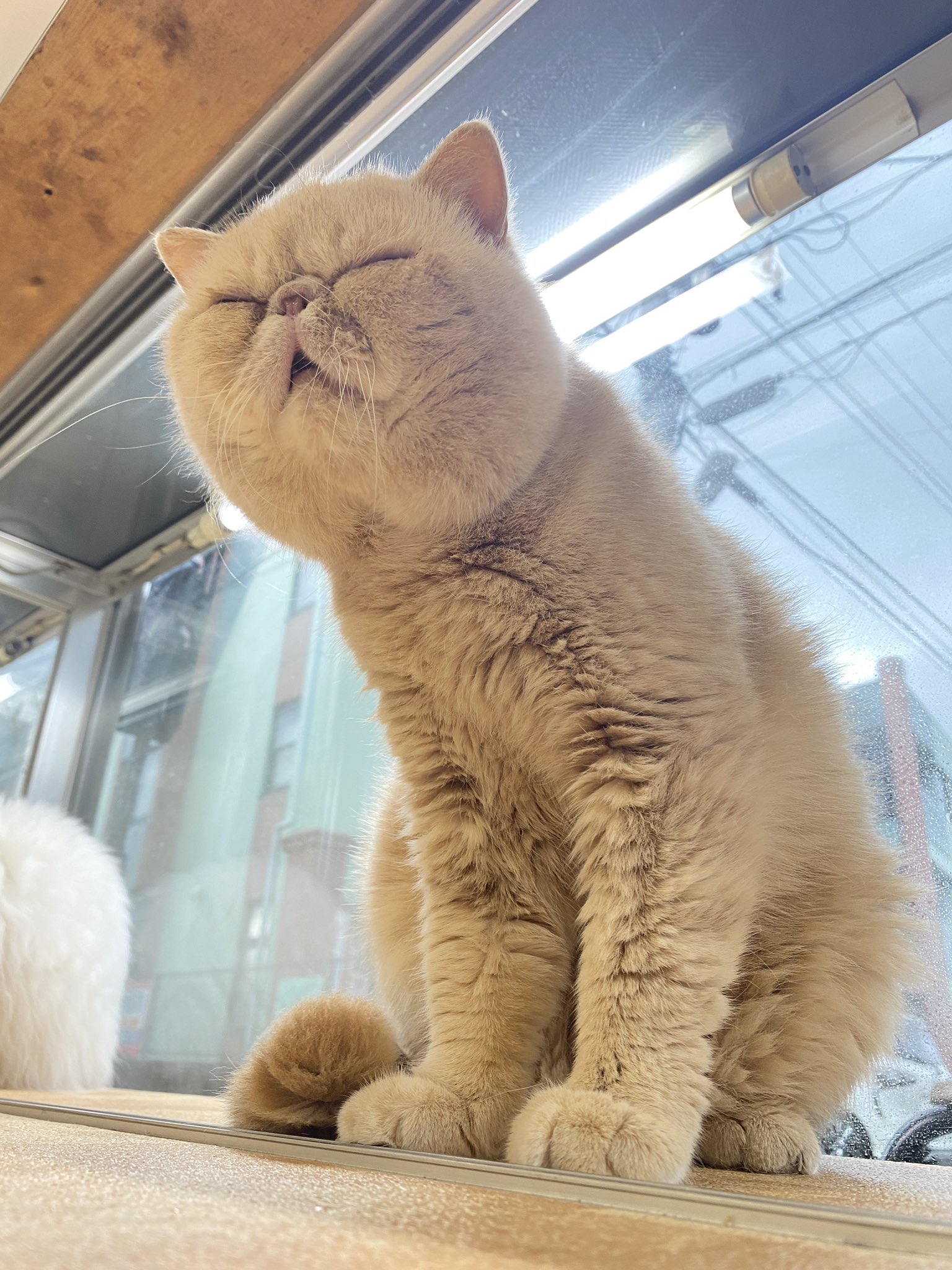 Whiskers Cat Pa Twitter ガｫ かわいい エキゾチックショートヘア 猫 猫がいる幸せ 猫好きさんと繋がりたい 猫のいる暮らし T Co Xhx3ljfznl Twitter