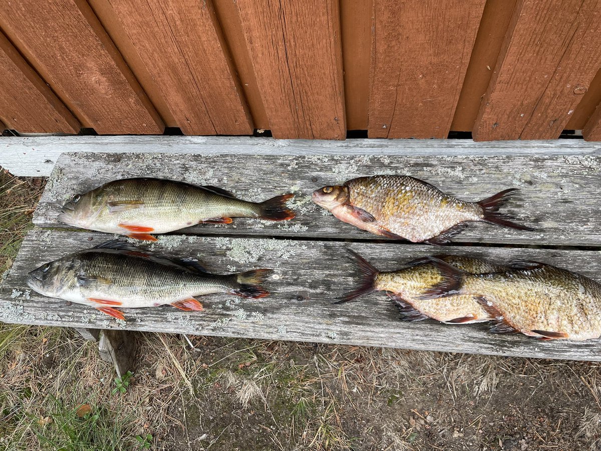 Päivän kalansaalis: ahven, kuha ja kolme lahnaa. Sitä sanotaan, että kala on kallista, no ainakin nämä kalat, kalastuksenhoitomaksut + pyydysmerkit noin 75€, joten ahven ja kuha maksoivat 25€/kpl, lahnat vähän vähemmän. Pitää siis kalastaa toisenkin kerran tänä vuonna 😀