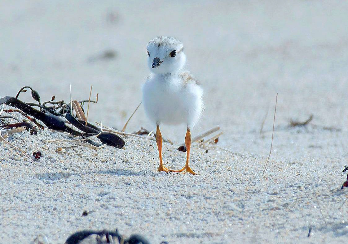 A piping plover chick at Parker River National Wildlife Refuge northeast of Boston. ow.ly/yEQx50JQLo7 To provide undisturbed nesting/feeding space for plovers, most beach at the refuge is closed to the public from April through much of the summer. 
📷: Matt Poole/<a href="/USFWS/">U.S. Fish and Wildlife Service</a>