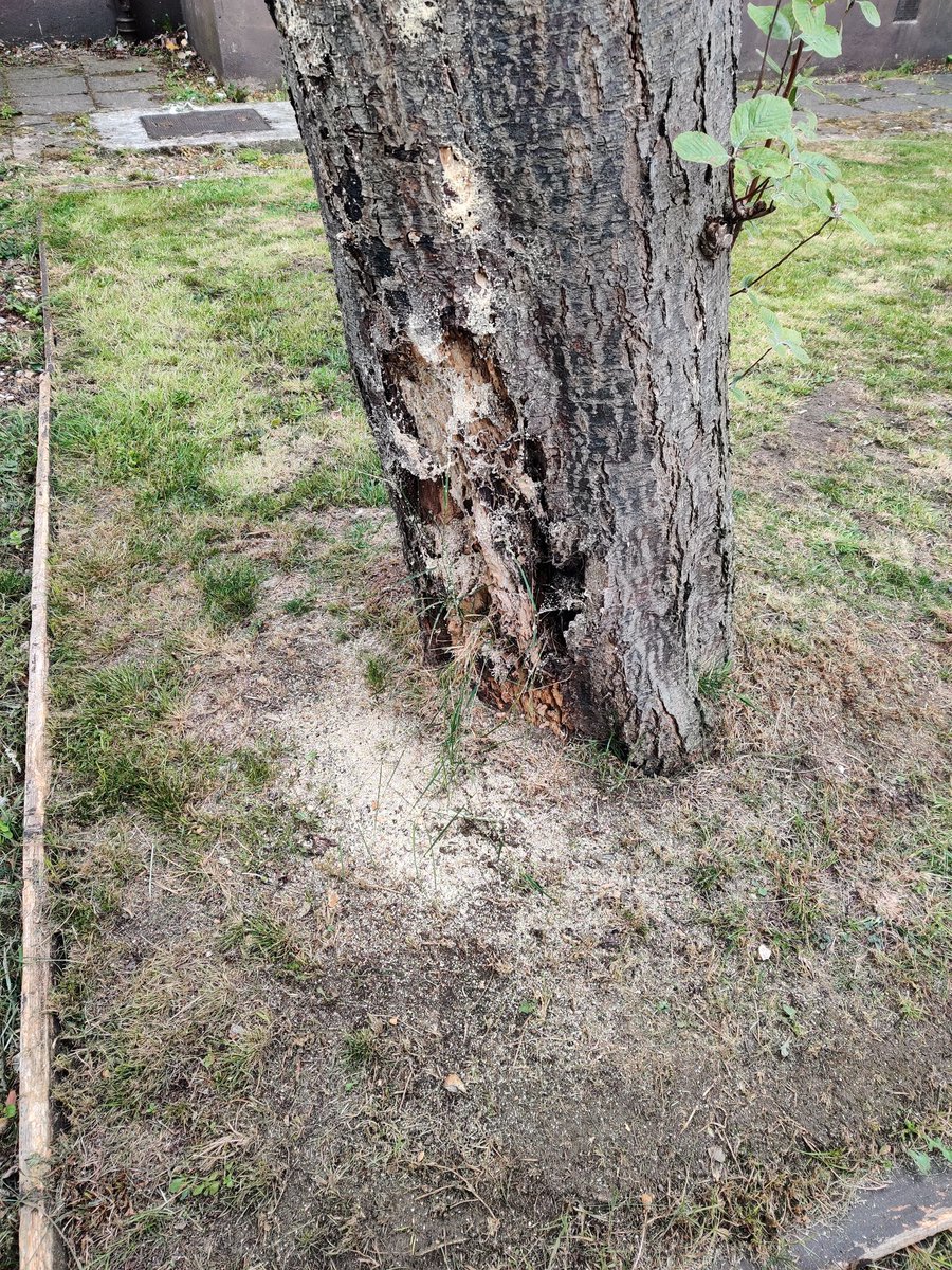 seg__fault's tweet photo. @edinhelp can this tree in front of our block of flats be addressed? It was marked for removal over a month ago and looks like it may fall any moment. There is rot inside the tree causing it to lean aggressively to one side. Need assistance ASAP! 78 Craigentinny Rd https://t.co/FzMCbpSaF7