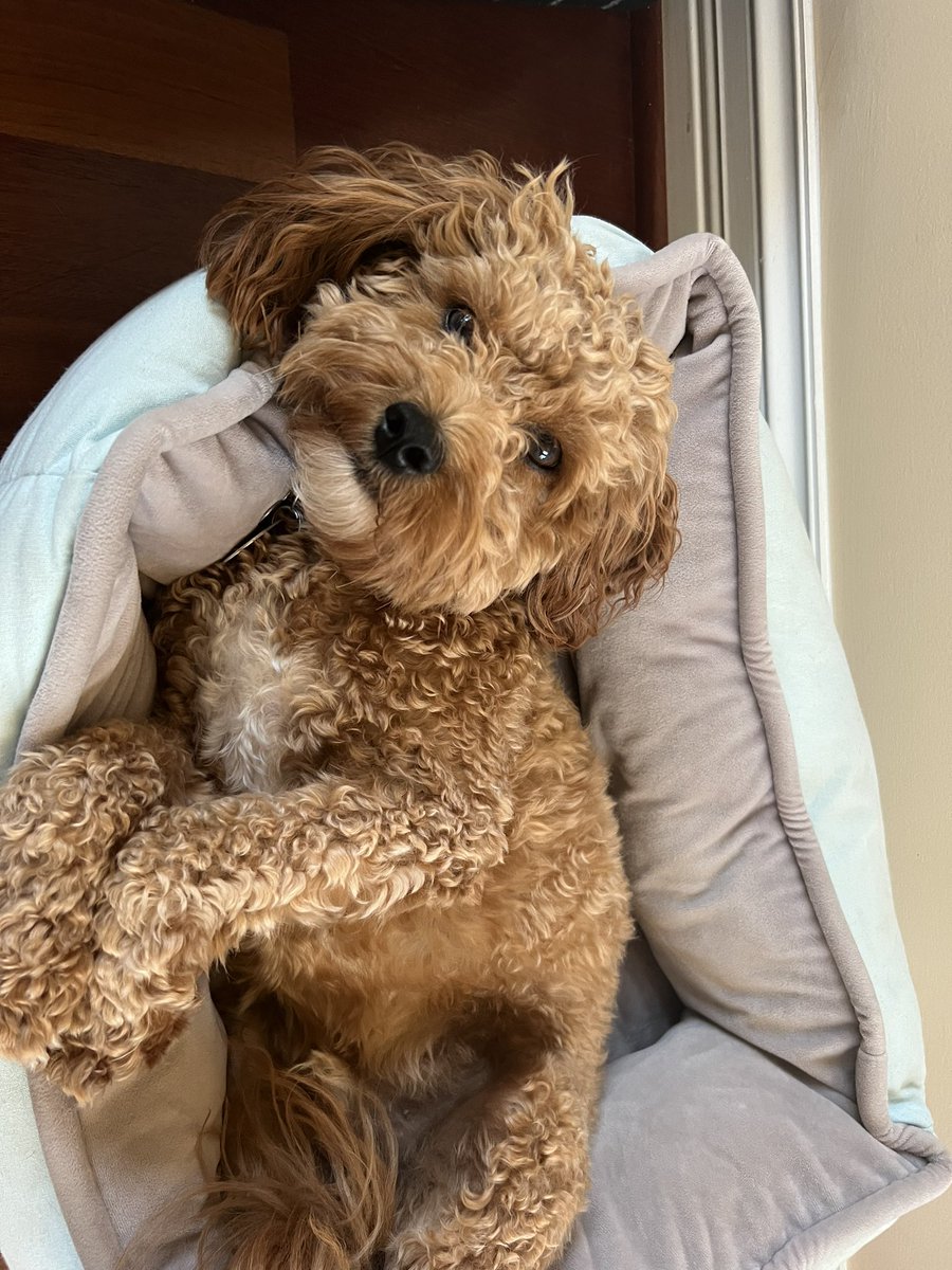<a href="/cavapooclub/">The Cavapoo Club GB</a> Good morning tweeple!! I am in lounging mood 🥰 #RomeoPuran #cavaPoo #LoveOfMyLife