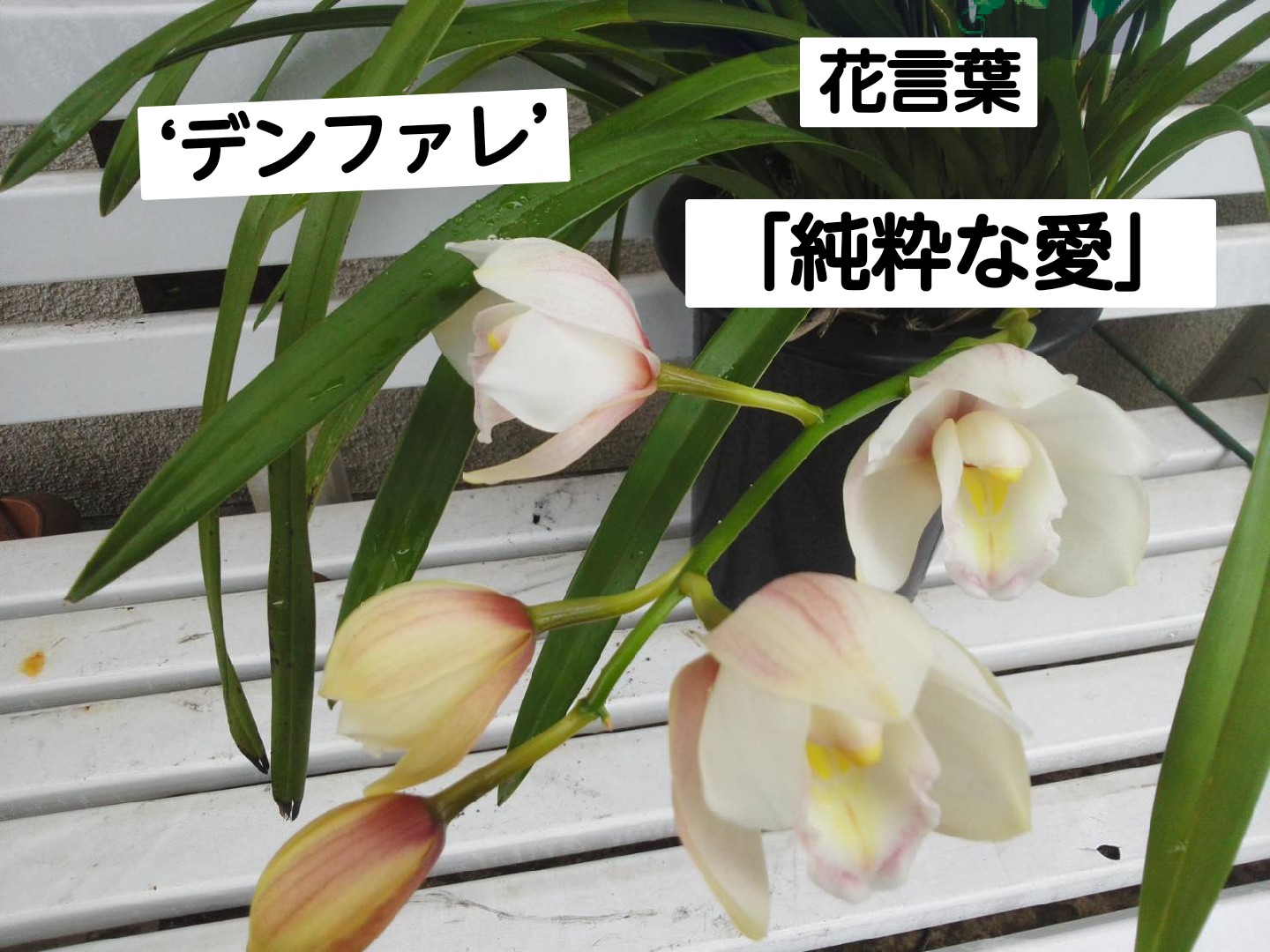 純粋な愛 Twitter Search Twitter