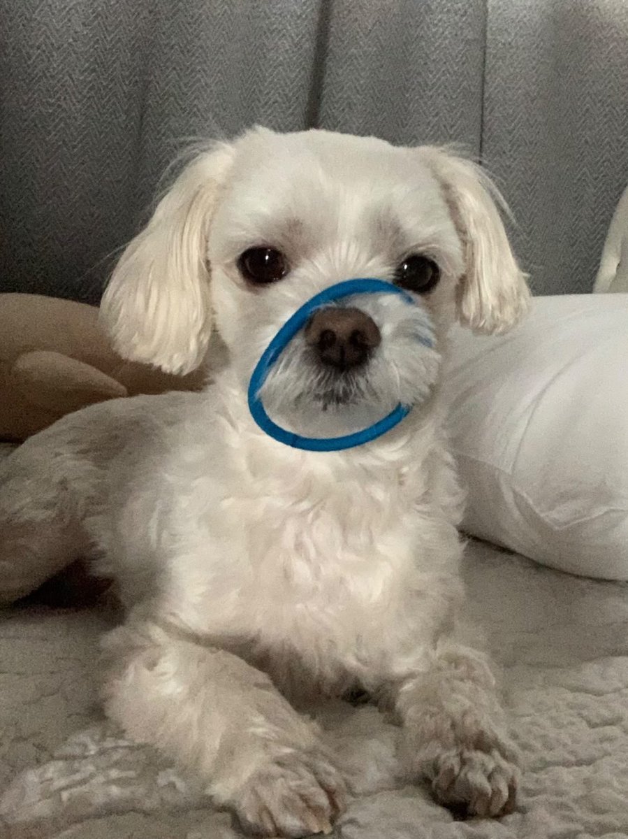 amoebazoo's tweet photo. I love hairband💙 https://t.co/NcLwfQt1M0