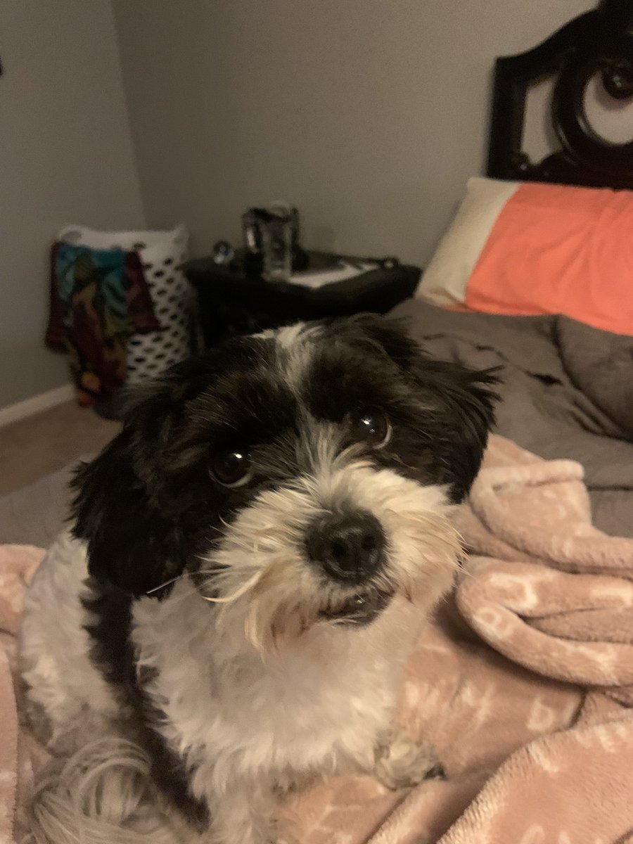 Good morning Pandy here sorry we have not been on in a while mom had been busy. However today I’m not feeling the greatest. Went to the vet yesterday for shots. My shoulder is sore and I just feel blah 😕 love to all . <a href="/Beverly04092939/">Beverly Edwards 🐕🤶</a>