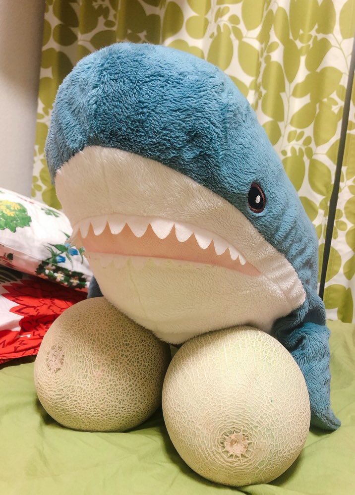 メロンを抱えるかわいいサメちゃん を撮ろうとしただけなんです本当なんです でっか 刺激が強い Togetter