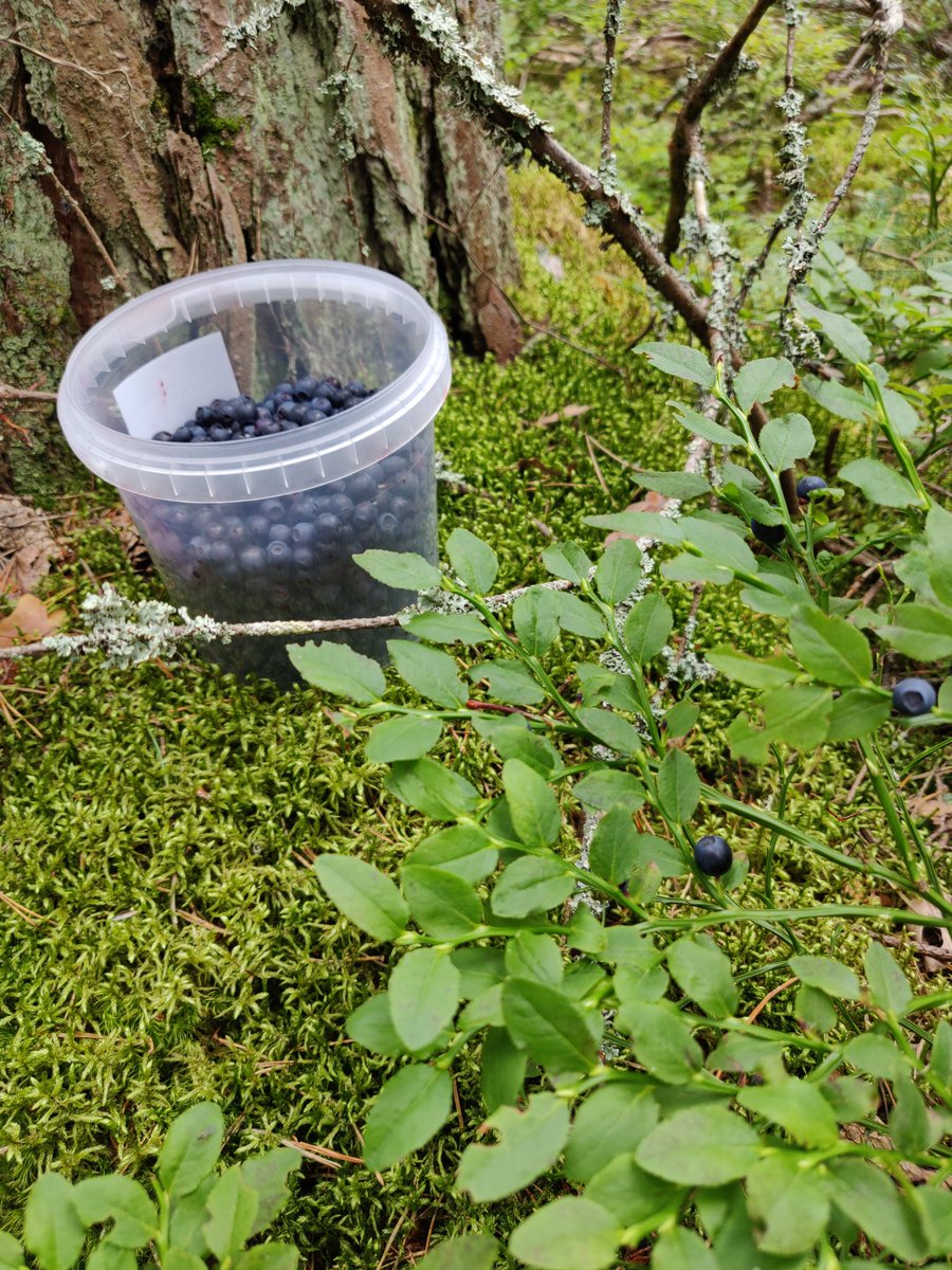 KatariinaJa's tweet photo. Jäi ehkä pari euroa mätänemättä metsiin. Ihanaa, kiireetöntä puuhaa. #loma https://t.co/rqhzmjq0Ye