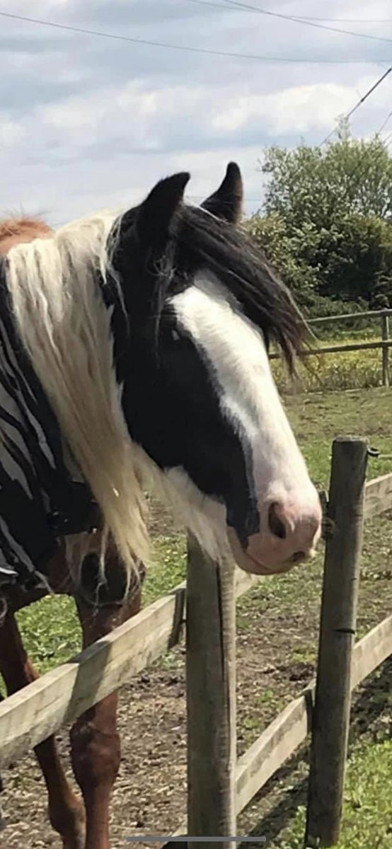 caseyreddin84's tweet photo. ❤️❤️🐴 new post with distinct markings❤️❤️🐴 white eye lashes on left eye and white mark on same eyelid. ‘Paint’ mark on the black part of his face (faded line on the edge) round mark on face #bringbuddyhome #stolenhorse #stolenpony #stolen #toohottohandle https://t.co/mtbdcIuEQm