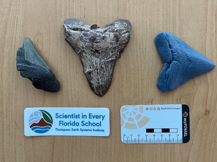 During our recent #K12SharkAI teacher workshop we developed a #MachineLearning model to ID megalodon teeth. We tested our model to see how it would identify: Meg fragment-left, chocolate Meg-center & 3D-printed Meg-right. Which ones do you think the model IDed correctly? #AIatUF