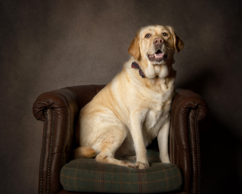 models_direct's tweet image. Just look at how photogenic our pet model Jess is- Labrador Retriever.

#petmodelling #pets #dogs #modelling #modelsdirect  #modelling #photoshoot 

To book models pls contact bookings@modeldirect.com
To become a model apply modelsdirect.com