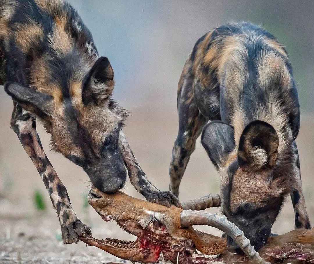 Touristline's tweet photo. African wild dogs nibbling on the remains of an impala this afternoon.
Join our exciting safaris today!

https://t.co/PU4Oq1Y2It

#safarikenya #wildebeestmigration #bigfive #tembeakenya🇰🇪 #magicalkenya https://t.co/OMm6QLiM33