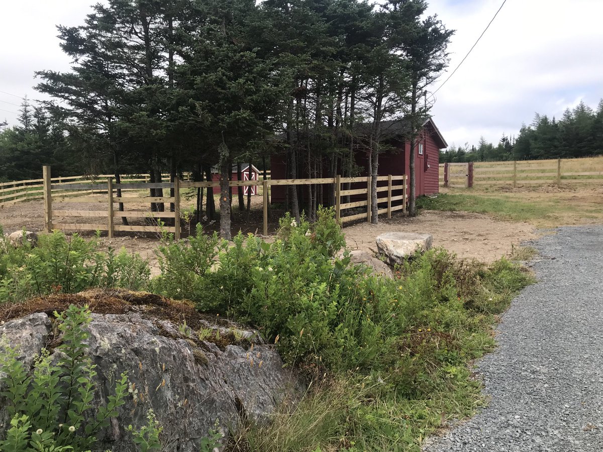 nfld_pony's tweet photo. We are thrilled to open the NFLD pony heritage pasture in #hopeall to visitors today until 4 pm! If you are in the #trinity @DildoBrewingCo drop by & meet these beauties. So much effort has gone into getting this pasture ready for them. @comehome2022 #newfoundland https://t.co/A12s0G37fN