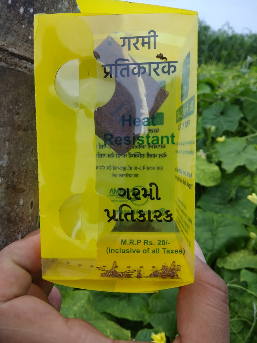RizawanGhanchi's tweet photo. Installation of #FruitFlyTrap in vegetable crop at Farmer's field. Movement towards effective pest control and sustainability. See third photo for results. More than 100 flies catched within 24 hrs. At Bhadi villag, Bhavnagar District, Gujarat @FAO @ICRISAT @WaseemRose11 https://t.co/v7cWqXNb5p