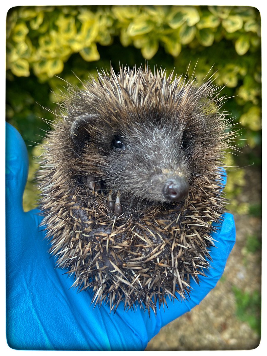 Look at that face! Sgt Pepper was admitted as a hoglet still trying to feed from his dead mother. After his tough start he’s been really slow to gain weight, but today finally reached 150g. Hopefully it’s onwards and upwards for this little guy 🤞#hedgehog #hedgehogs #rescue