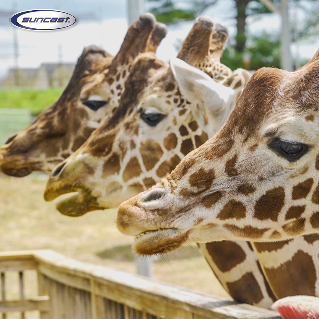 SuncastCorp's tweet photo. Suncast is #organizingforgood by teaming up with @ElmwoodParkZoo. Check out our latest video to see the impact Suncast products are having on the lives of staff, guests and (of course) animals at the zoo. Watch now: https://t.co/5cARCO2NPH
#elmwoodparkzoo #storage #suncastcorp https://t.co/ceOT2opLQy