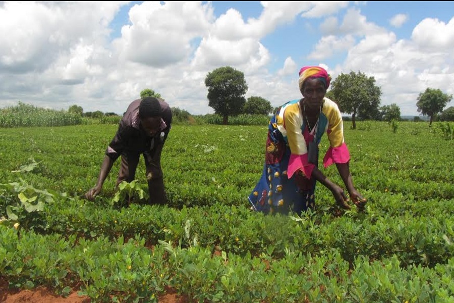 peanutizeme's tweet photo. Millet and groundnut can avert the looming food and edible oil crisis in Africa https://t.co/gR2l59tYFk https://t.co/Rx5EgP0nv0