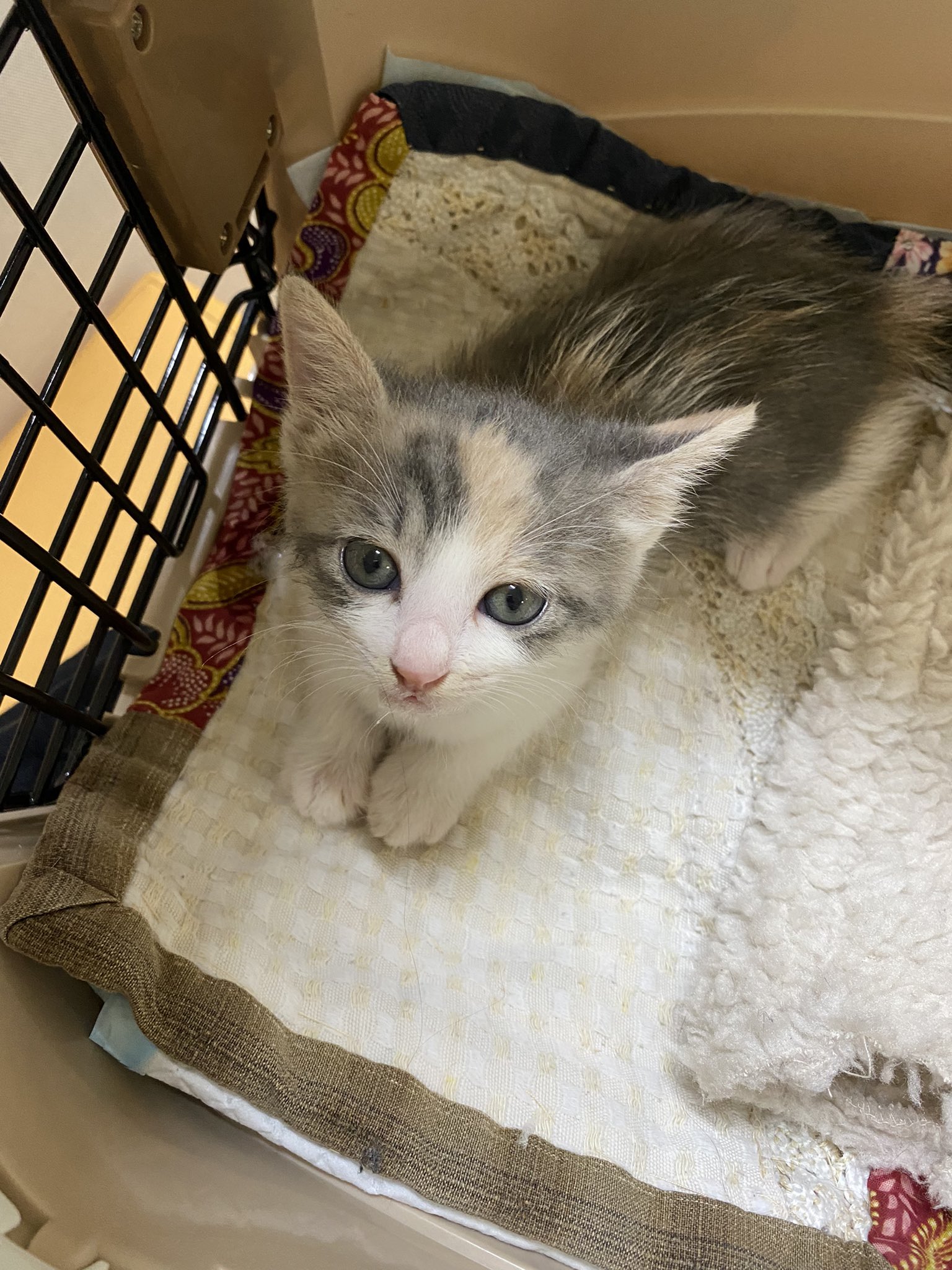 Keserasera1973 Pa Twitter ミルボラ25日目 午後からうずらが下痢嘔吐し出して夕方急遽病院へ行って来ました 点滴を打って帰宅しましたら元気を取り戻しミルクもしっかり飲んで3匹で遊んでぐっすり クーラーの部屋で寝かせたからか 離乳食が合わなかったのか