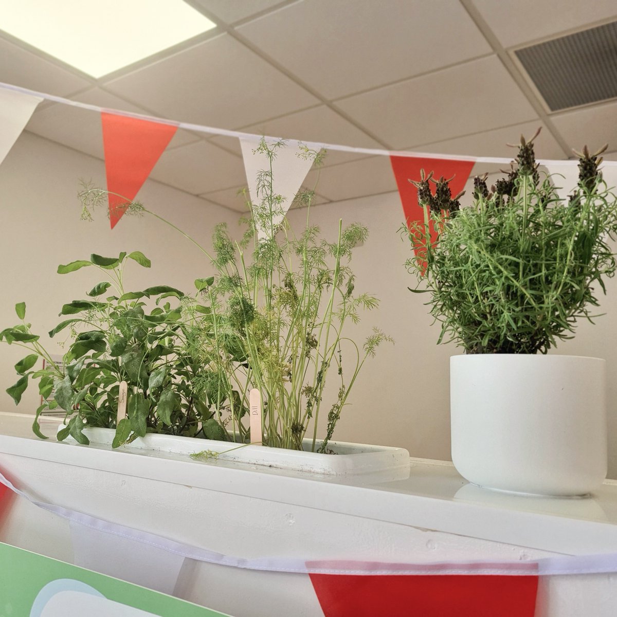 Buddy is a 10 week old continental giant rabbit with giant ears!👂 

He came to Alfreton for his 1st vaccination. He also enjoyed herbs for our rabbit and guinea pigs! Plants in the waiting room are safe for rabbits because we believe they deserve treats too!🌿

#ScarsdaleVets