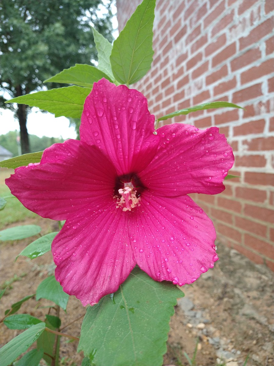 RachelRG's tweet image. Started from root a few months ago... this is the first bloom. Am far more excited than I should be!
#GardeningTwitter 
#hibiscus