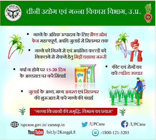 गन्ने के अधिक उत्पादन के लिए ग्रैंड ग्रोथ फेस महत्वपूर्ण, अवधि जुलाई से सितंबर तक 
#upcane #sugarcanegrandgrowthphase 
<a href="/UPCane/">Cane Development UP</a> <a href="/UPGovt/">Government of UP</a> <a href="/CMOfficeUP/">CM Office, GoUP</a> <a href="/InfoDeptUP/">Information and Public Relations Department, UP</a>