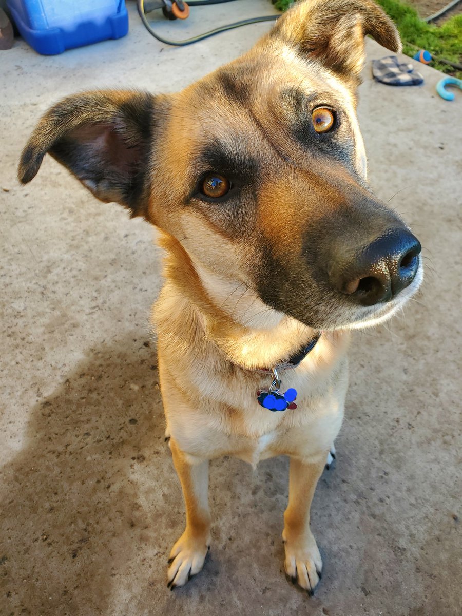 Good morning frens! Today is very special for me. Is Ridley's birthday &amp; mama's birthday! I ❤️ both of them sooooo much. Ridley is 5 years and mama won't say how many years she is. We having party tonight after work &amp; at work we having ice cream soshul! #birthdays