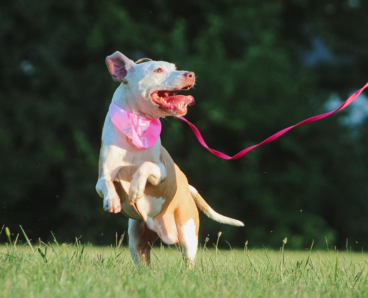 KY Humane Society tweet media