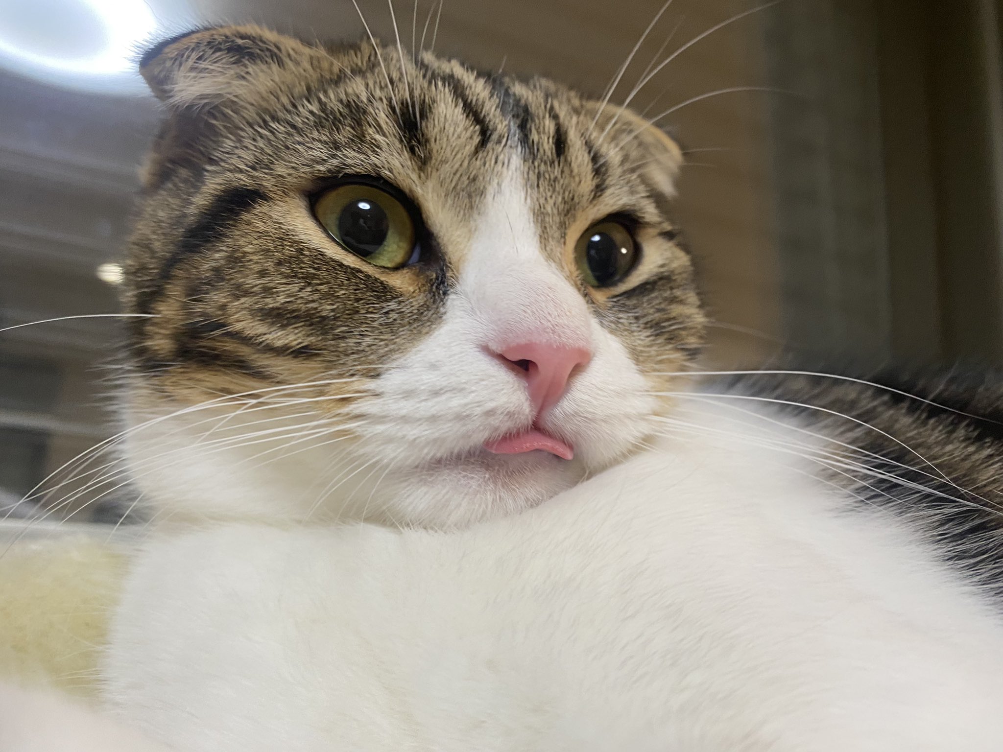 こんぶ んべ 猫好きさんと繋がりたい 猫のいるくらし スコティッシュフォールド 子猫 T Co Zivawxz2ve Twitter