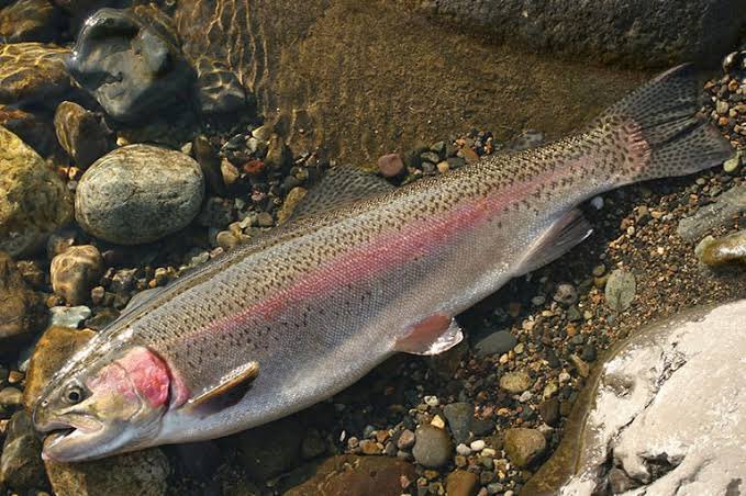 ニジマスのtwitterイラスト検索結果