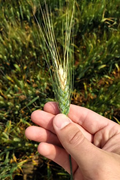 Digital Agronomy tweet media