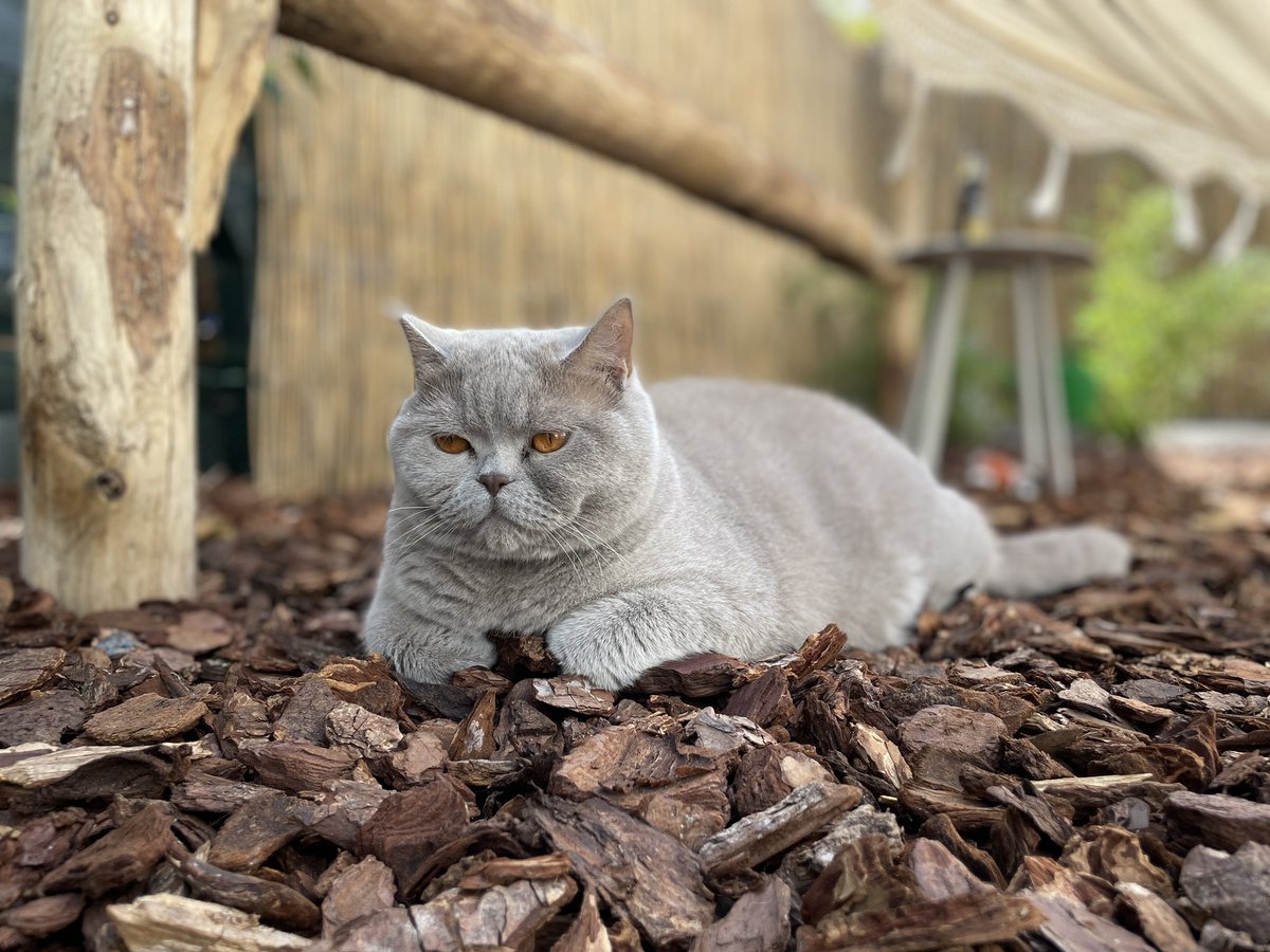 Meneer is te tevreden….