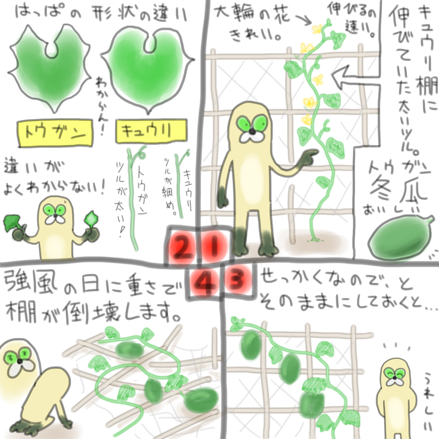 ジャミキチ いつの間にか生えていた冬瓜 トウガン の重量で きゅうり棚が倒壊したムジーナのイラストです T Co 6insvmptue Twitter