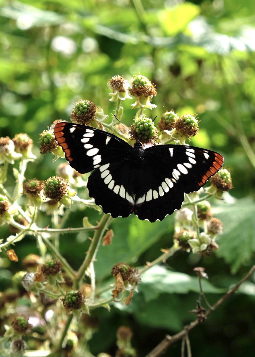 Michelle Tseng tweet media