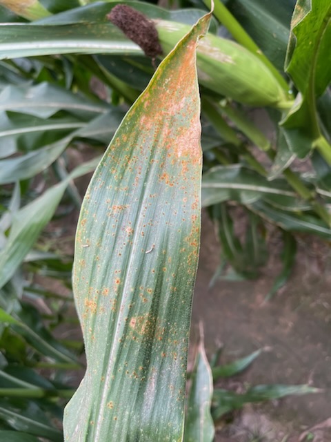Terry Spurlock (@spurlocklab) on Twitter photo Southern rust Faulkner Co from our corn verification coordinator Chuck Capps. <a href="/AR_Feedgrains/">Jason Kelley</a> <a href="/AginArk/">UA System Div of Ag</a> Southern rust Faulkner Co from our corn verification coordinator Chuck Capps. <a href="/AR_Feedgrains/">Jason Kelley</a> <a href="/AginArk/">UA System Div of Ag</a>