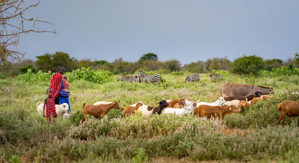 ICCAConsortium's tweet photo. Indigenous and community representatives from #Africa condemn historical and continuing injustices in the name of conservation, set out clear demands at regional protected areas congress
🔗https://t.co/zfSLETnsvY
#RegionalEvents #ConservationJustice https://t.co/XUMP22mJSN