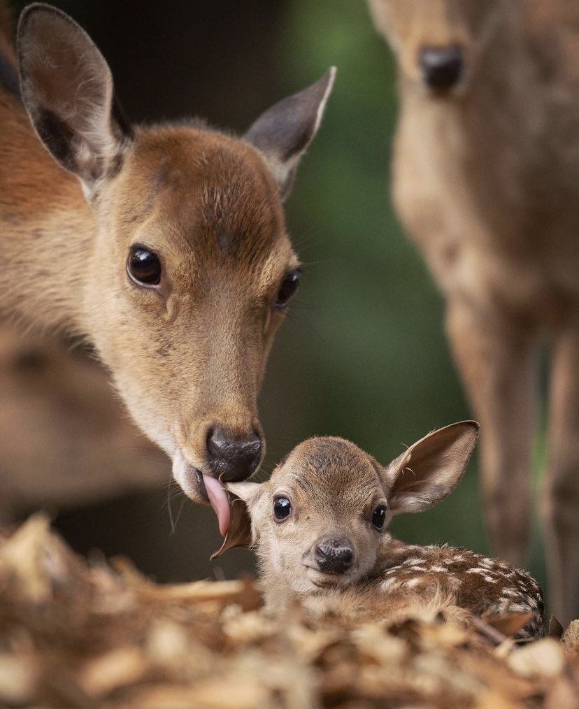 Beautiful deers ❤️