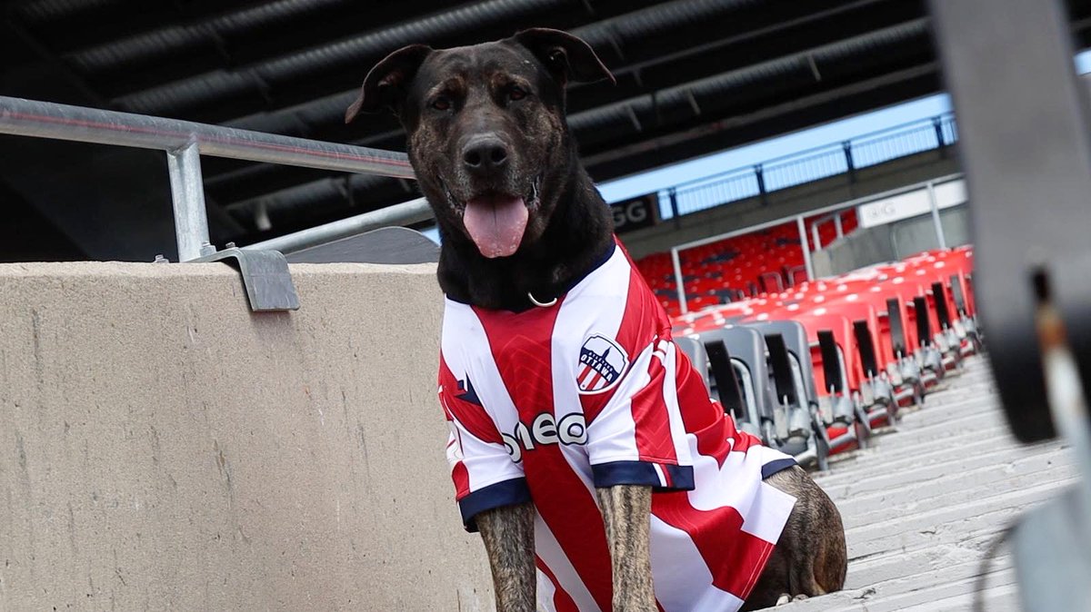 Our big dude is all geared up for this Sunday! Don’t forget to join us for Shadow’s Big Night with @atletiOttawa July 31 at 7pm! He also made an appearance on @CTVOttMornLive this morning, go check it out! ⚽️🐾❤️ Learn more here ❤️: atleticoottawa.canpl.ca/video/shadows-…
