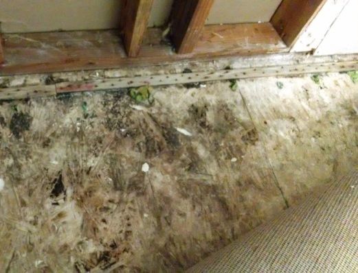 Stachybotrys chartarum (black mold) produces mycotoxins that causes respiratory problems! If you see spots of greenish-black mold in your home, Call 904.644.7878 now!