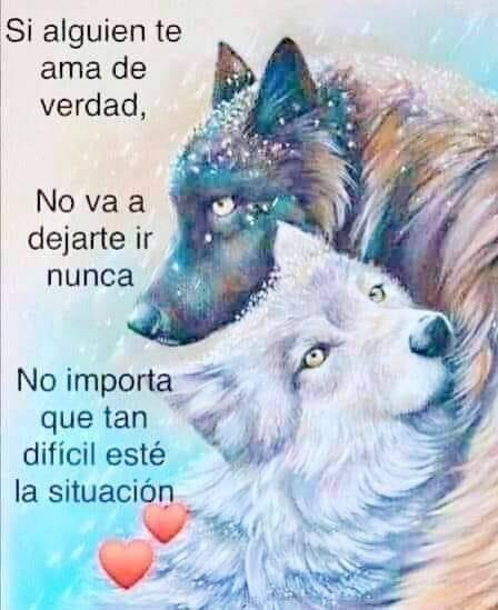 estradelirius's tweet photo. ¿Dejar ir? Dejar ir sí, pero no albergar sentimientos de revancha, ni odios, ni demeritar a las personas, ni generalizar frustraciones. El #amor nunca muere, solo se transforma. #Wolf #Wolfy #chicolobo #Coyote🐺🦊#AmanteInmortal📽️🎞️#Felizjueves https://t.co/fRBcotNceu