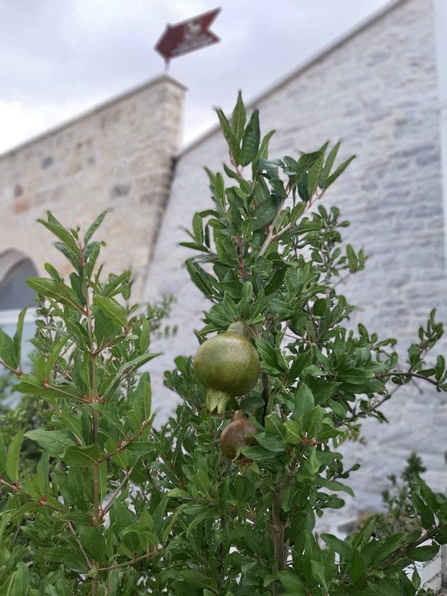 f_girasole's tweet photo. Silenzio
Campagna
Natura
Genuinità
#postamangieri
#nocaos
#farfrombigcity
#murge #apulia #puglia https://t.co/AEiXGwcA9i