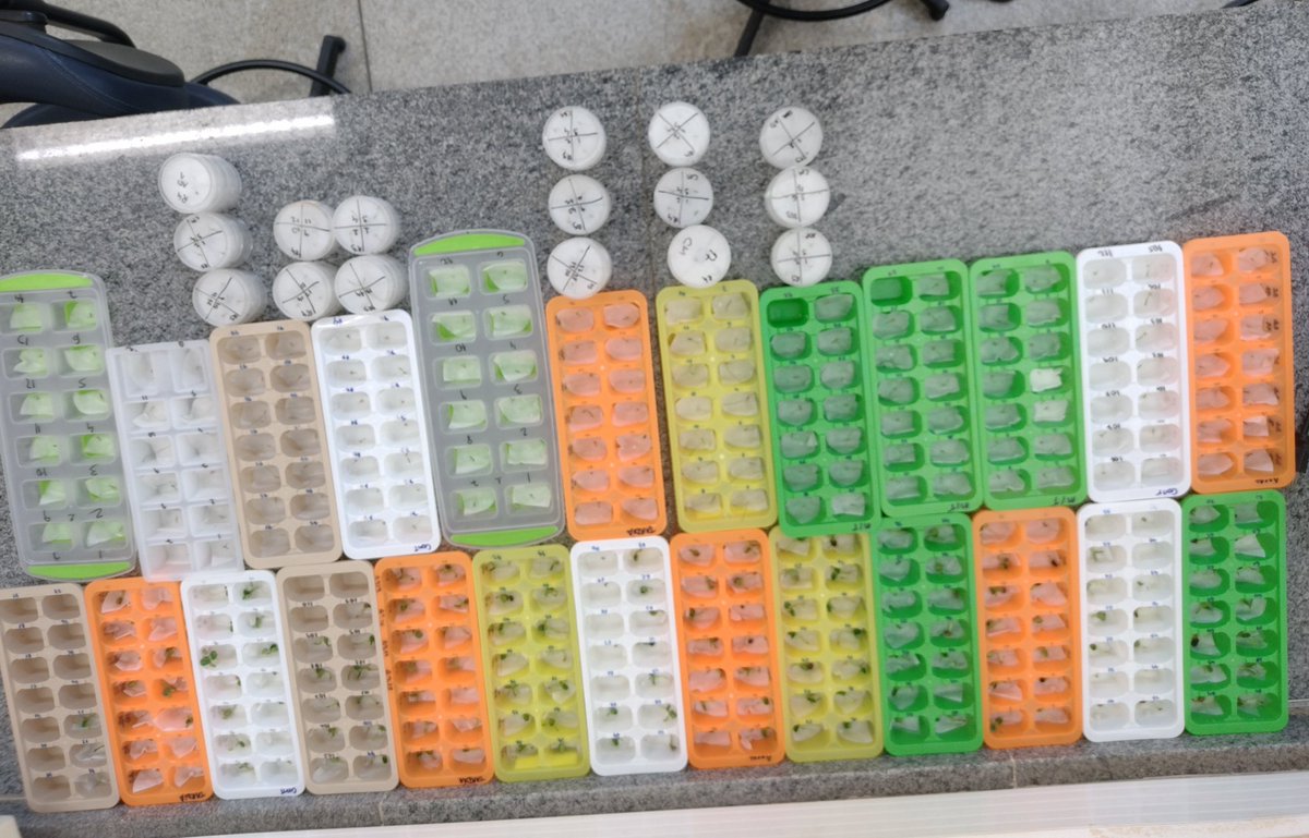 MartinsG_Raquel's tweet photo. #Seedvigor test of 16 Cerrado's species means: measuring root and shoot lenght of 550 millimeter seedlings!!! @LEVeg_Unesp #seedecology https://t.co/fx7H1heOQ8