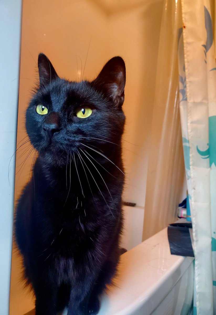 GhostKitteh's tweet image. Am want to say henlo &amp;amp; introduce myself to all of my new frens. Am Ghost, am 3 yeers old. Am from Louisiana kill shelter, but was rescued by a no kill shelter in Long Island. Den I was adopted by Mama &amp;amp; Mister Hooman.
Dis page is a safe space for efurryone &amp;amp; a no politics zone!